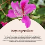 Kanchnar Chhal Powder